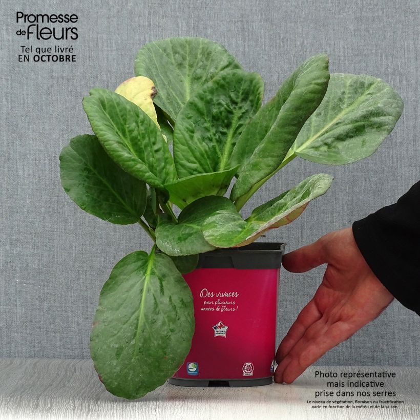 Bergenia Abendglut - Elephant's Ears 2L/3L pot sample as delivered in autumn