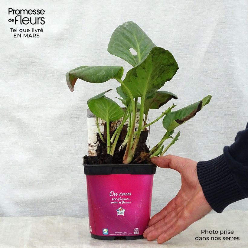 Bergenia Abendglut - Elephant's Ears 2L/3L pot sample as delivered in spring