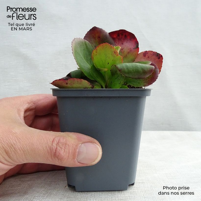 Bergenia Baby Doll - Elephant's Ears 8/9 cm pot sample as delivered in winter