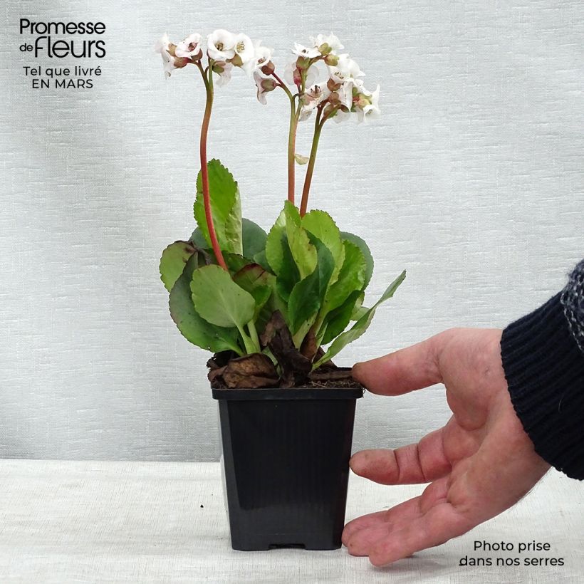 Bergenia Jelle - Elephant's Ears 8/9 cm pot sample as delivered in spring