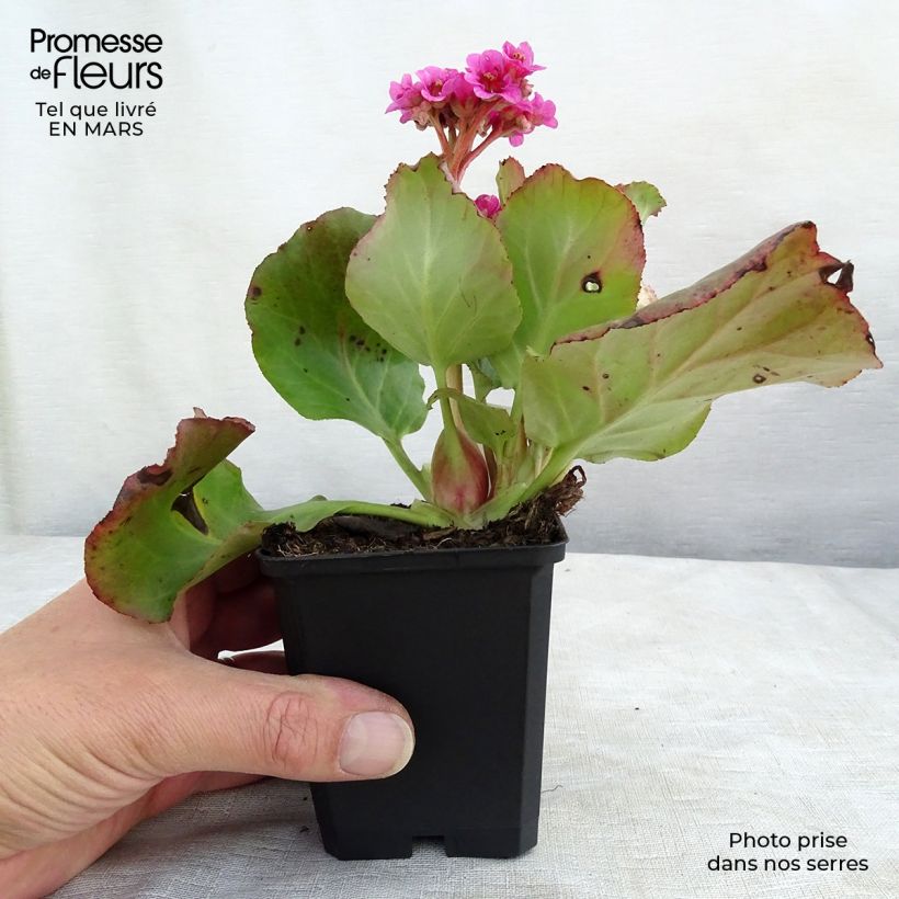 Bergenia cordifolia Morgenrote - Elephant's Ears 8/9 cm pot sample as delivered in spring