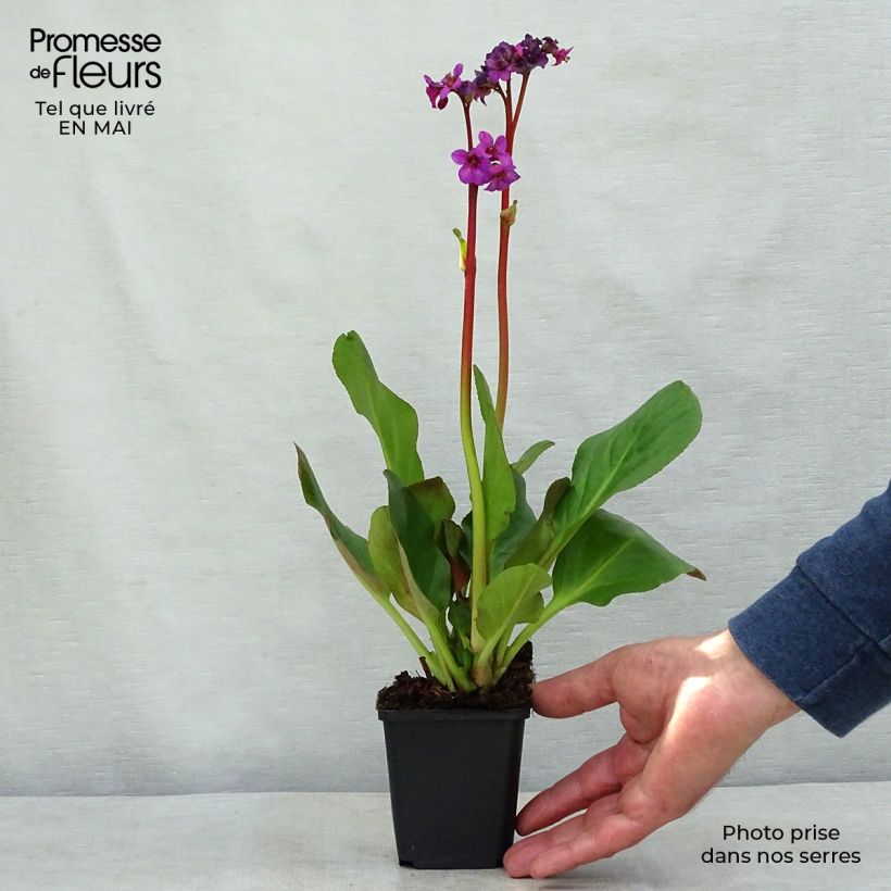 Bergenia Ouvertüre - Elephant's Ears 8/9 cm pot sample as delivered in spring