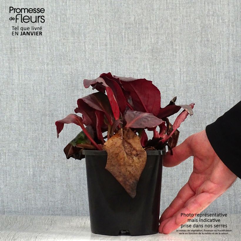 Bergenia Ouvertüre - Elephant's Ears 1.5L/2L pot sample as delivered in winter