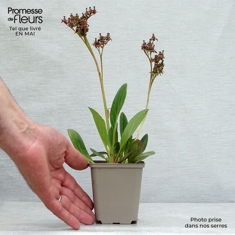 Bergenia Dragonfly Series Pink Dragonfly - Elephant's Ears 8/9 cm pot sample as delivered in spring