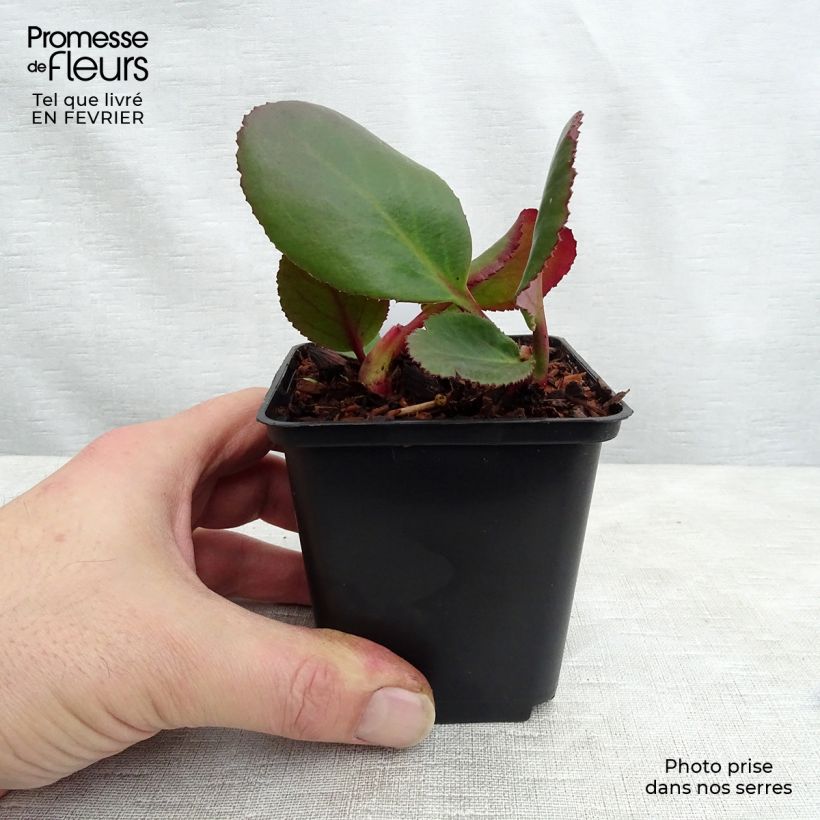 Bergenia Spring Fling - Elephant's Ears 8/9 cm pot sample as delivered in winter