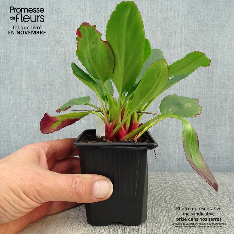 Bergenia Spring Fling - Elephant's Ears 8/9 cm pot sample as delivered in autumn