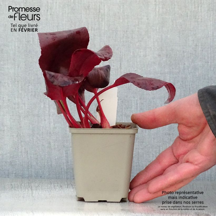 Bergenia Winterglut - Elephant's Ears 8/9 cm pot sample as delivered in winter