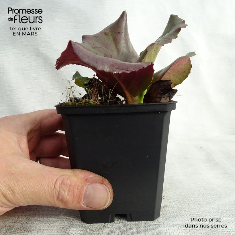 Bergenia Winterglut - Elephant's Ears 8/9 cm pot sample as delivered in spring