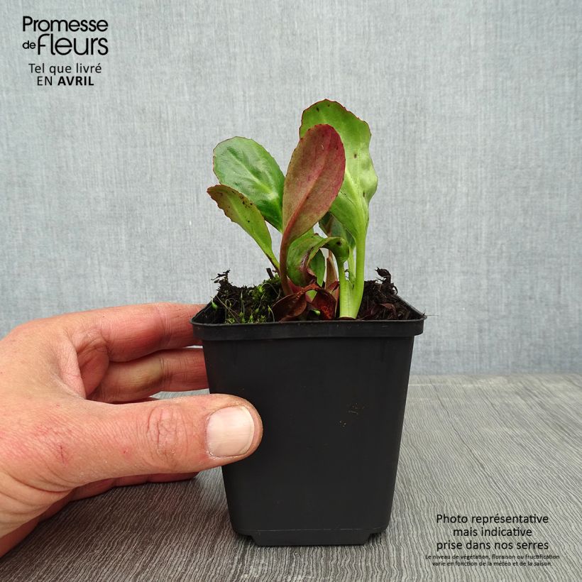 Bergenia Wintermarchen - Elephant's Ears 8/9 cm pot sample as delivered in spring