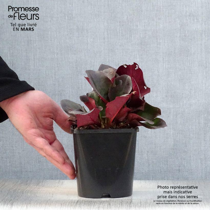 Bergenia cordifolia Eroïca - Elephant's Ears 1.5L/2L pot sample as delivered in spring