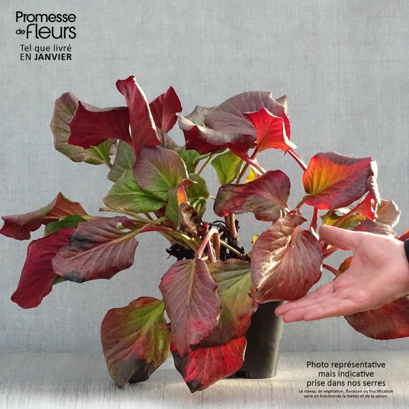 Bergenia cordifolia - Elephant's Ears 2L/3L pot sample as delivered in winter