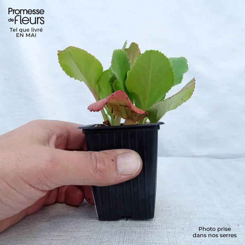 Bergenia cordifolia - Elephant's Ears 7/8 cm pot sample as delivered in spring