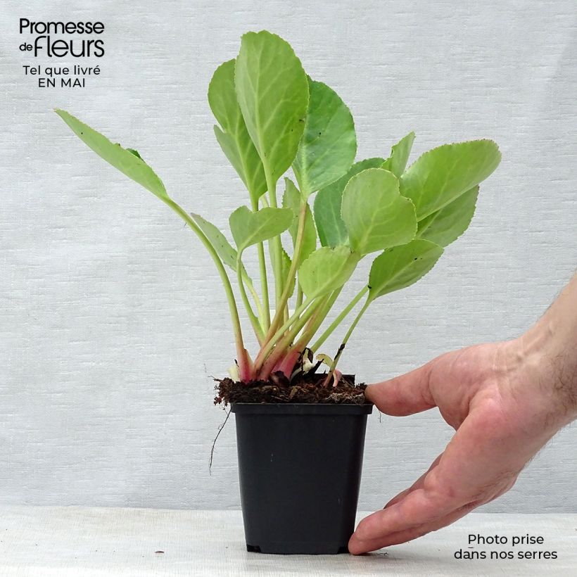 Bergenia Harzkristall - Elephant's Ears 8/9 cm pot sample as delivered in spring