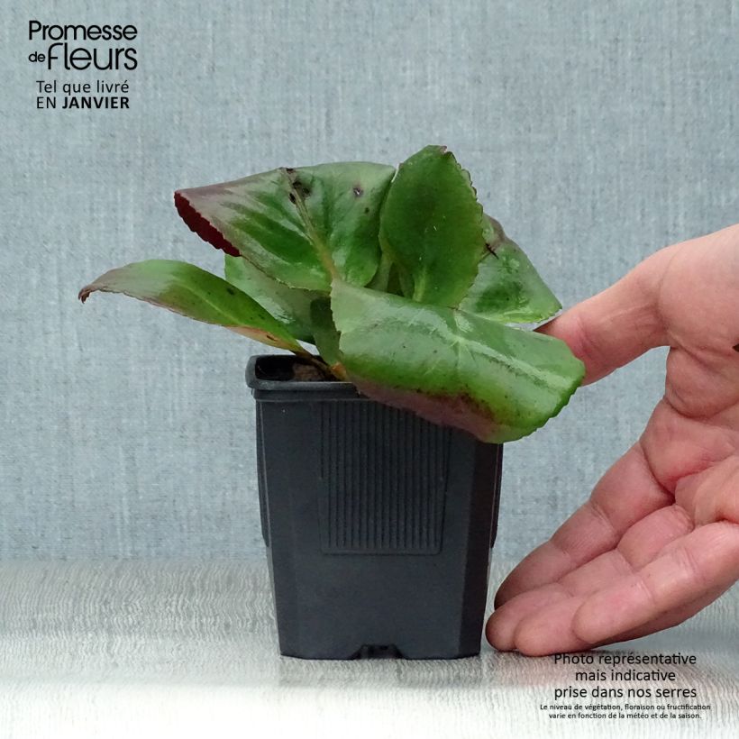 Bergenia purpurascens - Pigsqueak 8/9 cm pot sample as delivered in winter