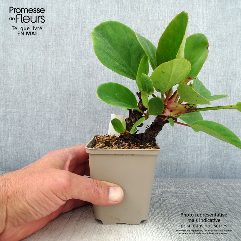 Bergenia x schmidtii - Elephant's Ears 8/9 cm pot sample as delivered in spring