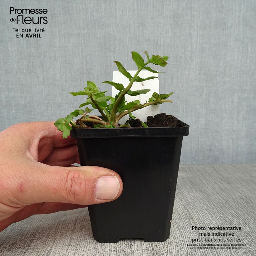 Berula erecta 8/9 cm pot sample as delivered in spring