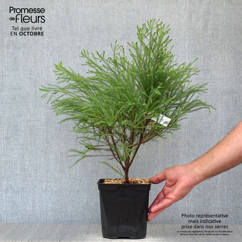 Berzelia intermedia 4L/5L pot sample as delivered in autumn