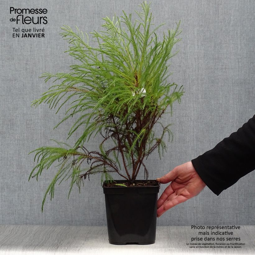 Berzelia intermedia 4L/5L pot sample as delivered in winter