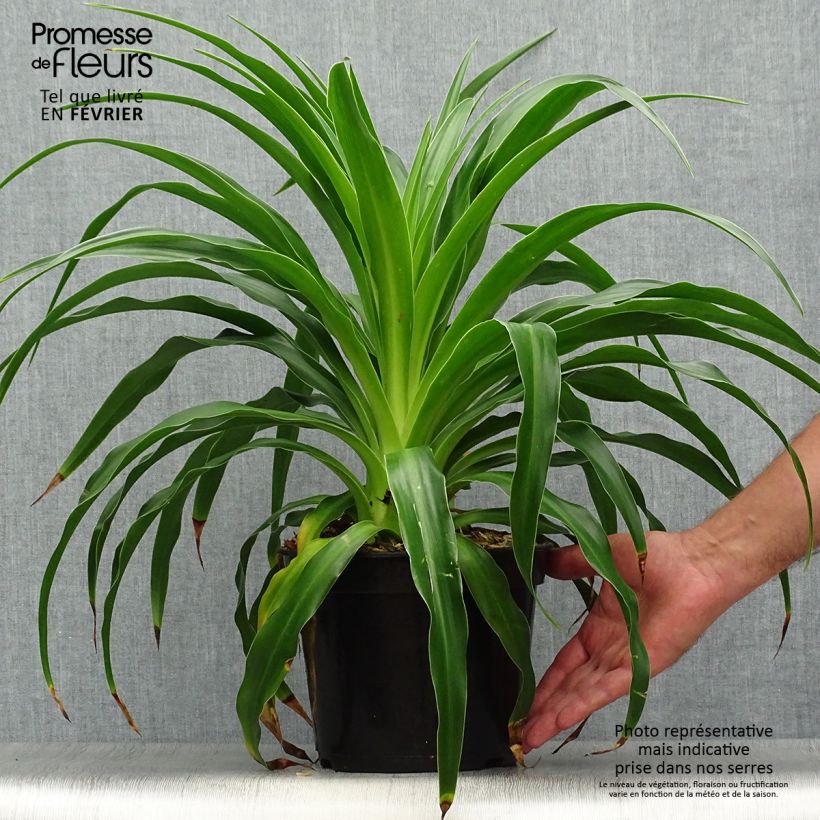 Beschorneria septentrionalis 2L/3L pot sample as delivered in autumn