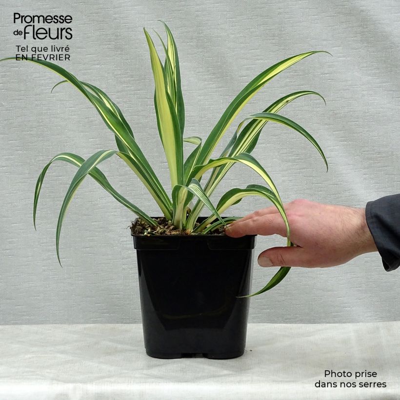 Beschorneria yuccoides Flamingo Glow 3L/4L pot sample as delivered in winter