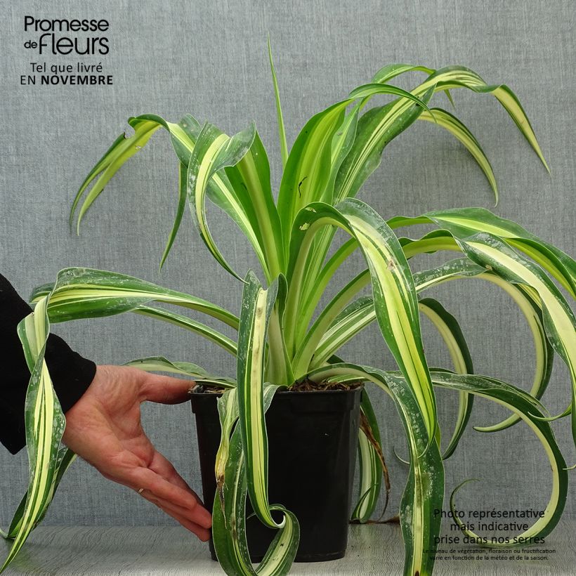 Beschorneria yuccoides Flamingo Glow 3L/4L pot sample as delivered in autumn
