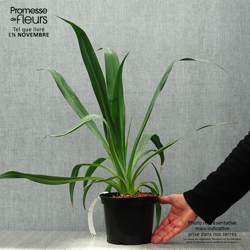 Beschorneria yuccoides 2L/3L pot sample as delivered in autumn