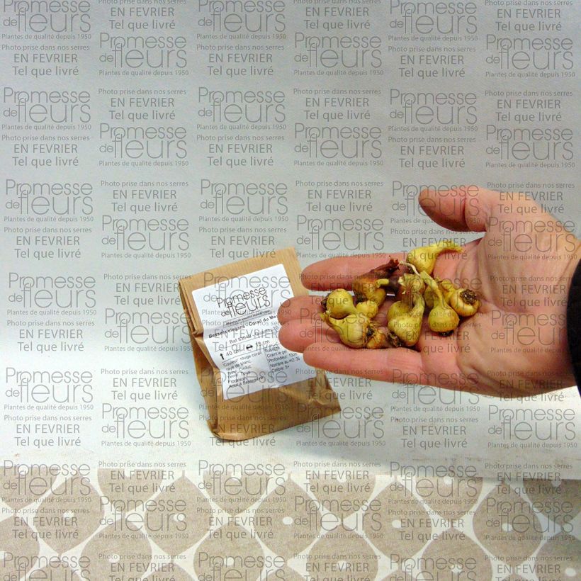 Example of Bessera elegans Bulb size 5+ specimen as delivered