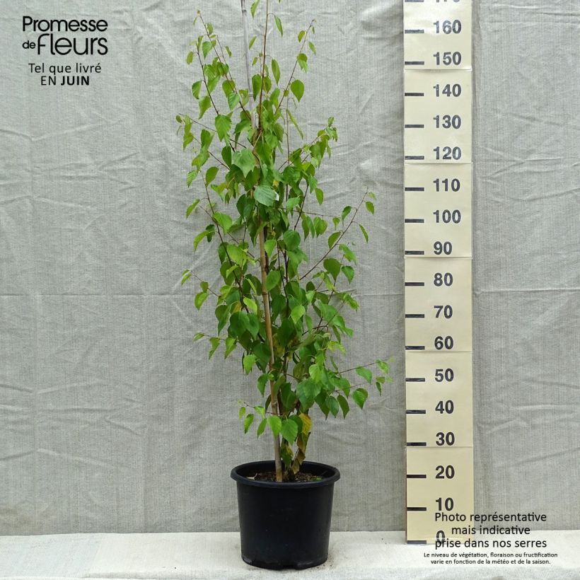 Betula ermanii Holland - Gold Birch 7.5L/10L pot sample as delivered in spring