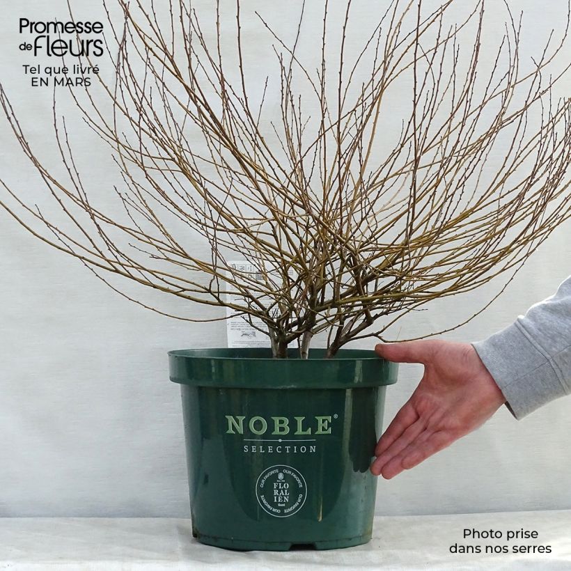 Betula nana Golden Treasure - Dwarf Birch 7.5L/10L pot sample as delivered in spring