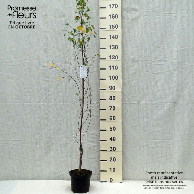 Betula pendula Fastigiata - Birch 3L/4L pot sample as delivered in autumn