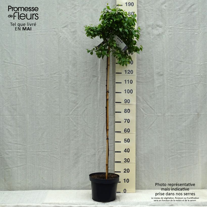 Betula pendula Magical Globe - Birch 7.5L/10L pot sample as delivered in spring