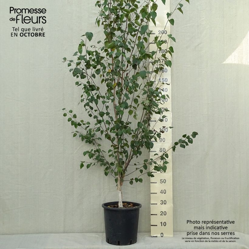 Betula pendula - Birch 18L/20L pot sample as delivered in autumn