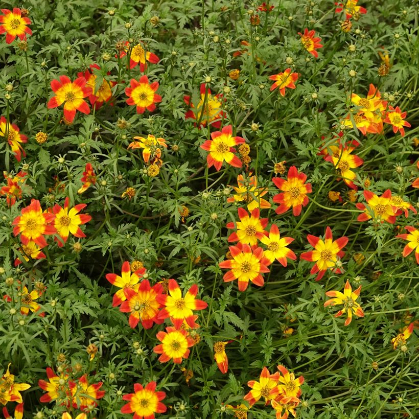 Bidens Beedance Painted Red (Plant habit)