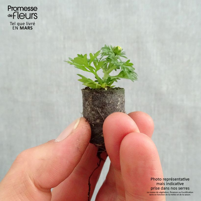 Bidens Lemon Moon Plug plant 1.5/2.5 cm sample as delivered in spring