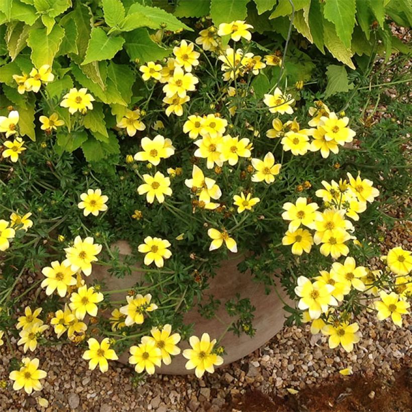 Bidens Lemon Moon (Flowering)