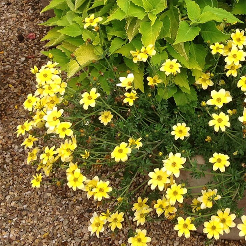 Bidens Lemon Moon (Plant habit)