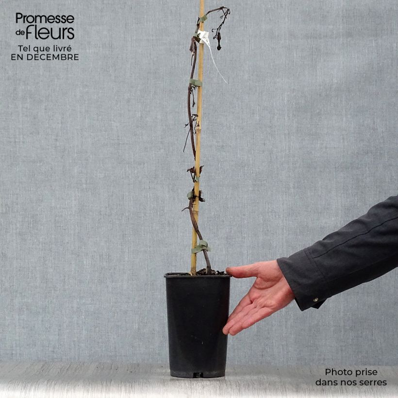 Campsis x tagliabuana Summer Jazz Gold 2L/3L pot sample as delivered in winter