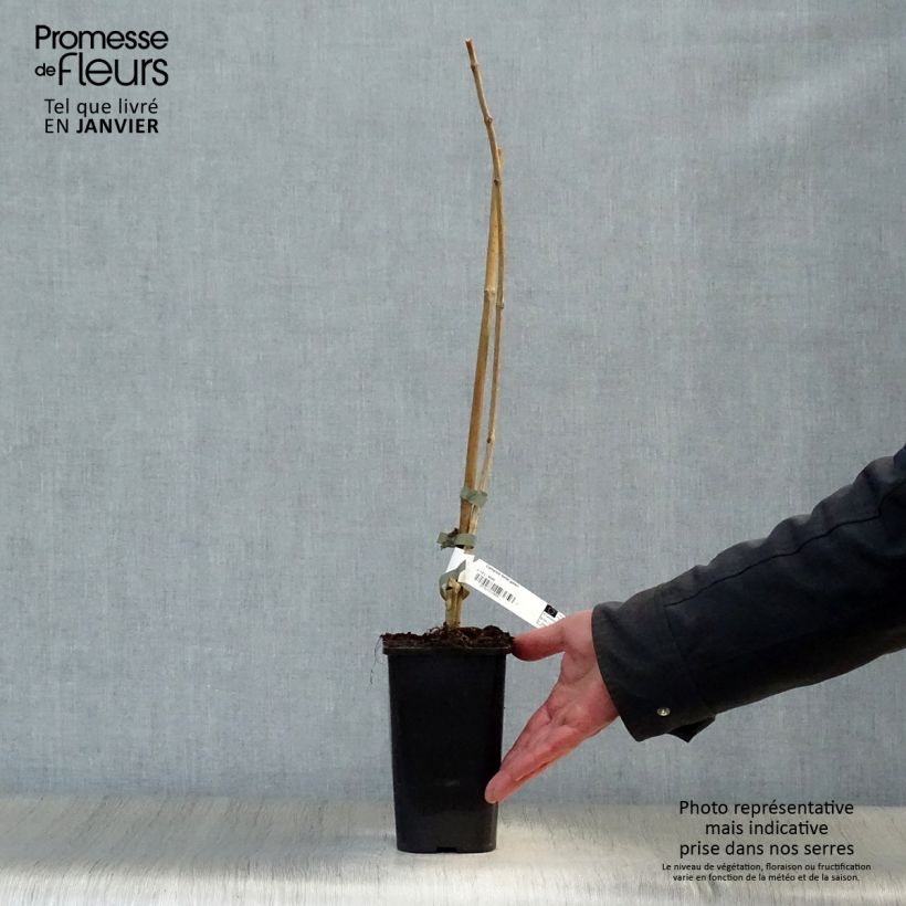 Example of Campsis radicans x grandiflora Madame Galen 1L/1.5L pot as you get in hiver