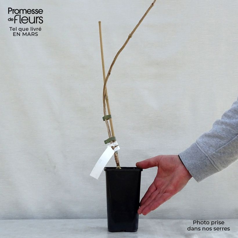 Campsis radicans x grandiflora Madame Galen 1L/1.5L pot sample as delivered in spring