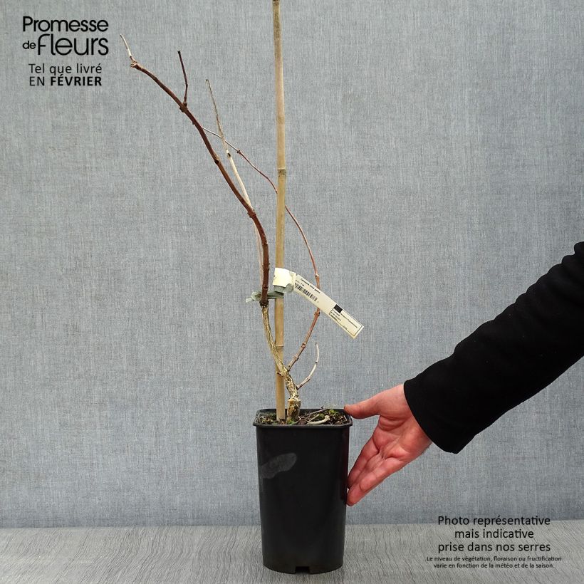 Example of Campsis radicans x grandiflora Madame Galen 2L/3L pot as you get in hiver