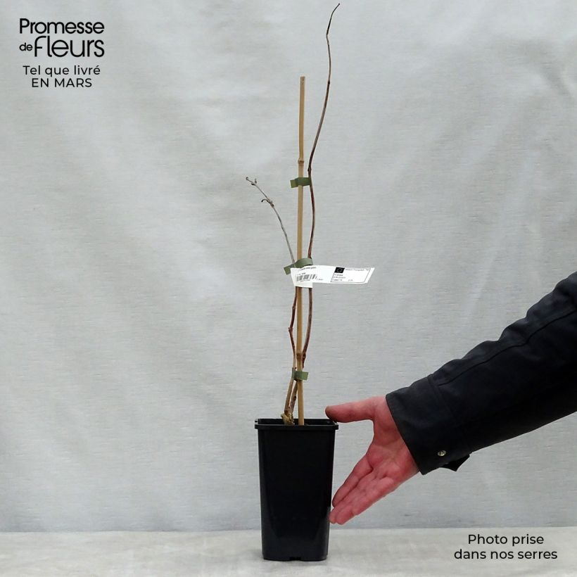 Campsis radicans x grandiflora Madame Galen 2L/3L pot sample as delivered in spring