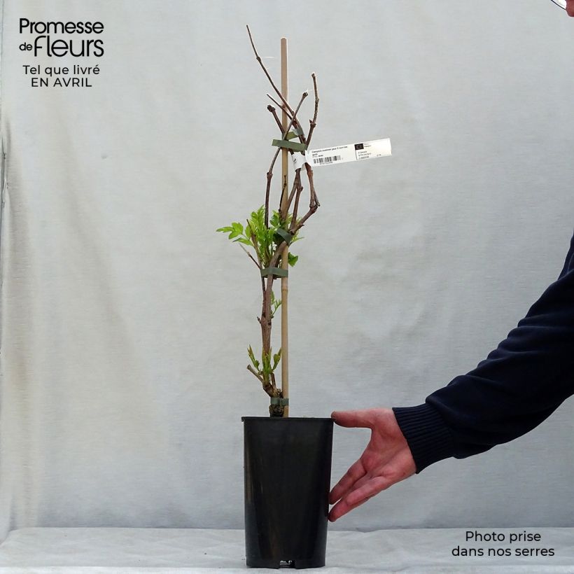 Campsis x tagliabuana Summer Jazz Fire 2L/3L pot sample as delivered in spring