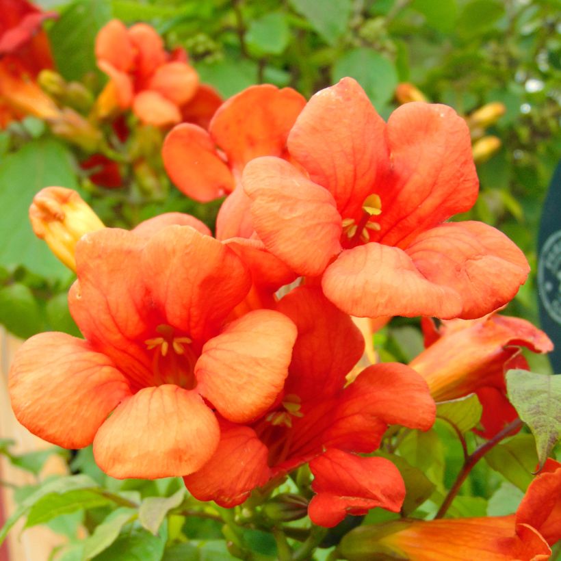 Campsis x tagliabuana Summer Jazz Fire (Flowering)
