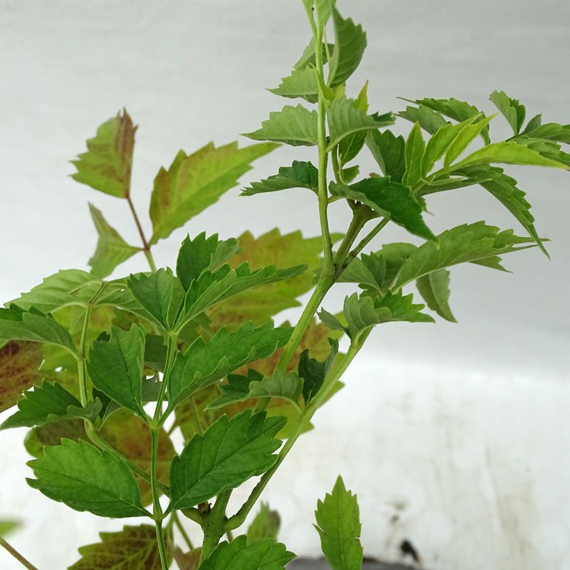 Campsis x tagliabuana Summer Jazz Gold (Foliage)