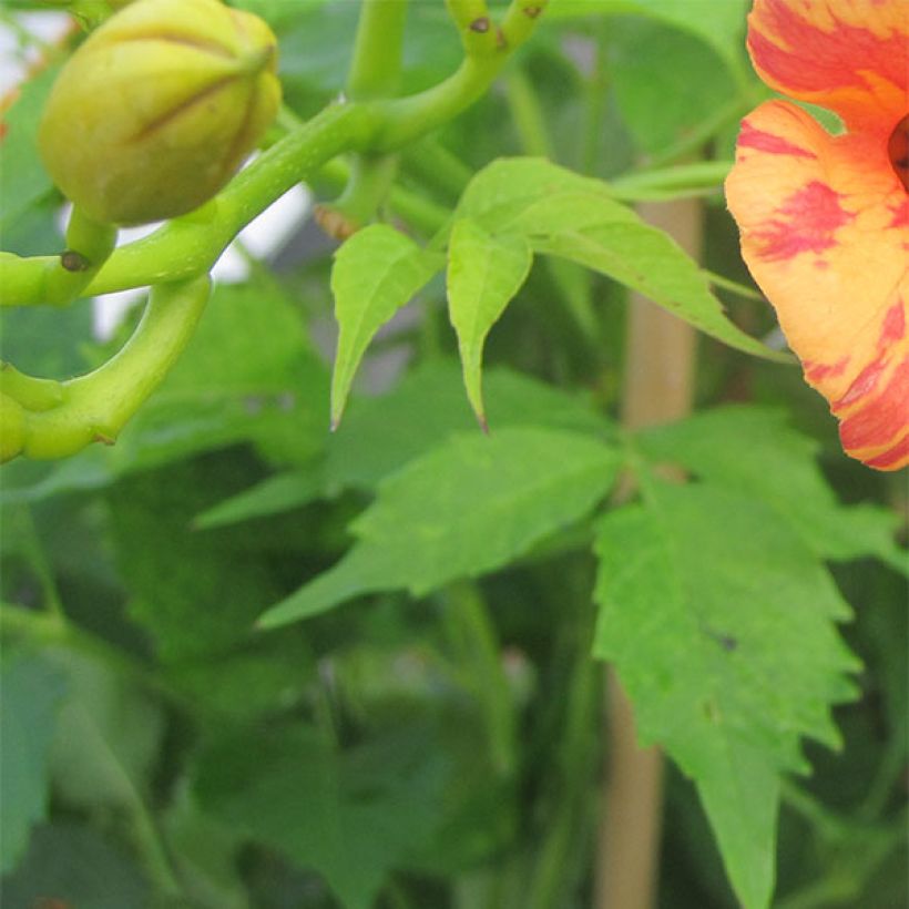 Campsis radicans x grandiflora Orangeade (Foliage)