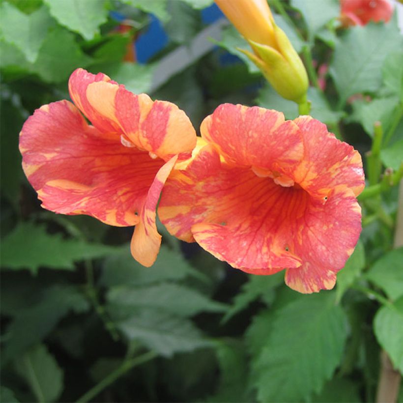 Campsis radicans x grandiflora Orangeade (Flowering)