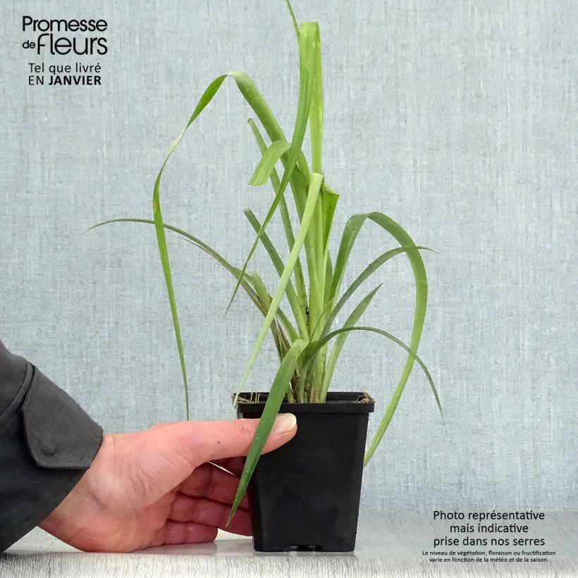 Billbergia nutans 7/8 cm pot sample as delivered in winter