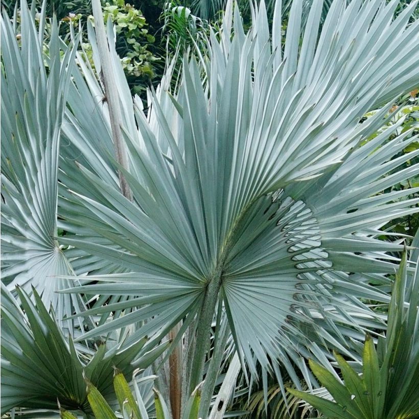 Bismarckia nobilis - Bismarck Palm (Foliage)