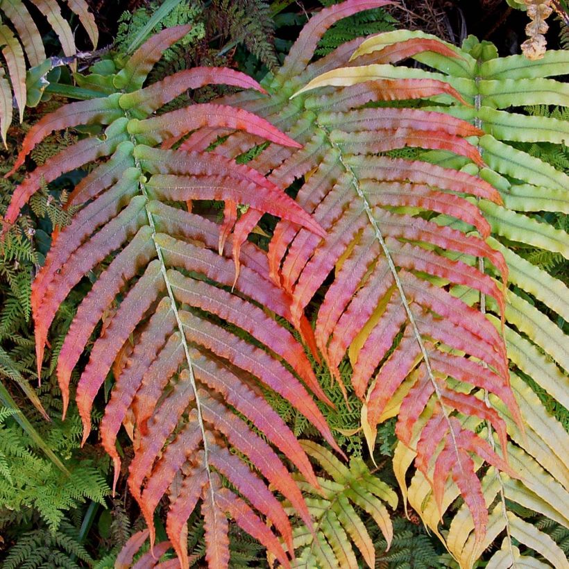Blechnum novae-zelandiae - Kiwi Hard Fern (Foliage)