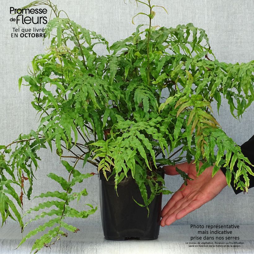 Blechnum novae-zelandiae - Kiwi Hard Fern 3L/4L pot sample as delivered in autumn
